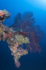 Korallen auf Davit auf momokawa marul — Stockfoto