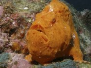 Grande rana pescatrice arancione — Foto stock