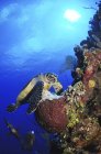 Hawksbill sea turtle and gray angelfish — Stock Photo
