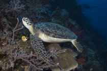 Tartaruga marina verde nel Nord Sulawesi — Foto stock