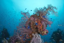 Coralli su Hanakawa Maru — Foto stock