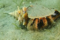Crabe ermite aux yeux bleus sur les fonds marins — Photo de stock