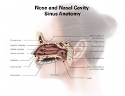 Анатомія носа і носової порожнини — стокове фото
