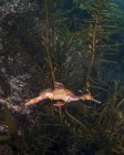 Mauvaise herbe dragon marin — Photo de stock
