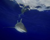 Oceanic whitetip shark — Stock Photo