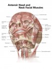 Muscles du cou et du visage — Photo de stock