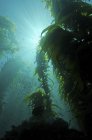 Raios de luz brilhando através da floresta de algas — Fotografia de Stock