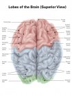 Cerebro humano con lóbulos de colores - foto de stock