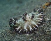 Borwn and white nudibranch — Stock Photo