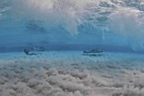 Скаты, плывущие вдоль песчаной полосы — стоковое фото