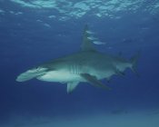 Grande squalo martello — Foto stock
