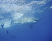 Weißer Hai auf Guadalupe-Insel — Stockfoto