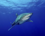 Океанічної білопера акула — стокове фото