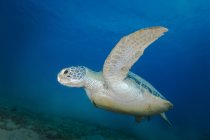 Зелена черепаха в Червоному морі — стокове фото
