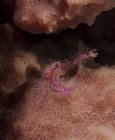 Purpurfarbener Langusten auf Schwamm — Stockfoto