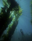 Floresta de algas com rebanho de peixes — Fotografia de Stock