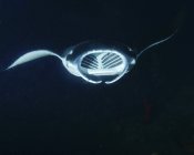 Reef manta ray feeding at night — Stock Photo