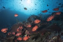 Soldierfish on reef in Komodo National Park — Stock Photo