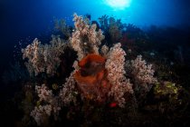 Corales blandos en arrecife en Komodo - foto de stock
