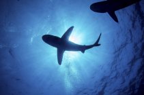 Silhouettes of oceanic whitetip sharks — Stock Photo