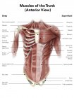 М'язи тулуба людини — стокове фото
