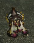 Cuttlefish flamboyant em Lembeh Strait — Fotografia de Stock