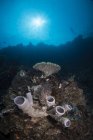 Escena del arrecife en el norte de Sulawesi - foto de stock