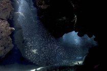 Атеринові риби в тунелі в Eden рок — стокове фото