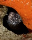 Moray anguilla sbirciando testa attraverso la barriera corallina — Foto stock