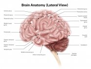 Anatomie des menschlichen Gehirns — Stockfoto