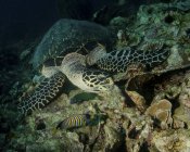 Alimentação hawksbill tartaruga marinha — Fotografia de Stock