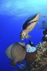 Hawksbill sea turtle and gray angelfish — Stock Photo