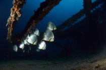 Batfish flock swimming around shipwreck — Stock Photo