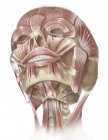 Лицевые мышцы головы человека — стоковое фото