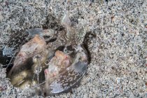 Креветки-богомолы в Национальном парке Комодо — стоковое фото