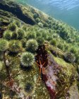 Estrella de mar con erizos de mar espinosos - foto de stock