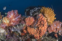 Crinoides y escena del arrecife de coral - foto de stock