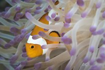Falsos peixes-palhaço em anêmona — Fotografia de Stock