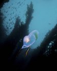 Bioluminescent tunicate near Catalina Island — Stock Photo