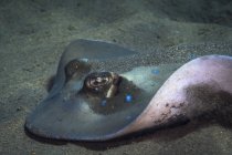 Blue spotted sting ray — Stock Photo