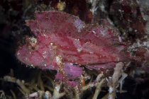 Scorpionfish à feuilles en Sulawesi du Nord — Photo de stock