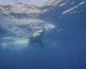 Велика біла акула в Гваделупі острів — стокове фото