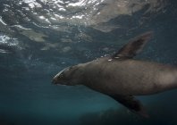 New Zealand fur seal in Tasmania — Stock Photo