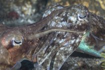 Mating cuttlefish in Komodo National Park — Stock Photo