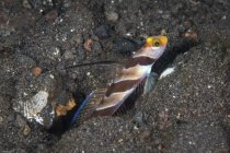 Gobie crevettes rayées noires dans le sable — Photo de stock