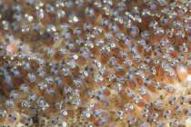 Anemonefish eggs in North Sulawesi — Stock Photo