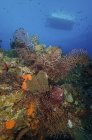 Чорний корал на рифі — стокове фото