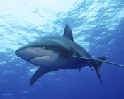 Tubarão-branco-oceânico — Fotografia de Stock