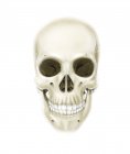 Vista anteriore del cranio umano — Foto stock