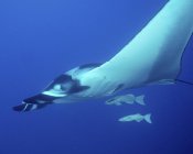 Oceanic manta ray with attached remoras — Stock Photo